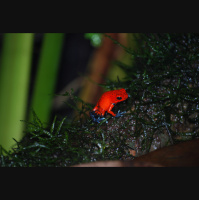 Frogs – Varmints! – 44