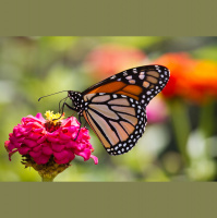 Butterflies – Varmints – 77