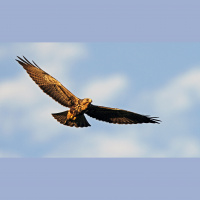 North American Hawks – Varmints! – 121