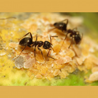 Ants – Varmints – 90