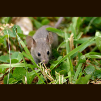 Mice – Varmints! – 69