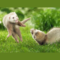 Ferrets