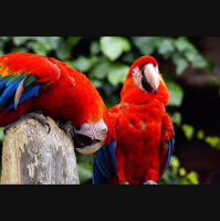 Parrots – Varmints! – 65