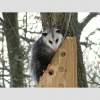 Opossums – Varmints – 78