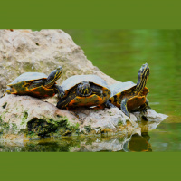 Fresh Water Turtles