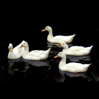 Ducks – Varmints – 75