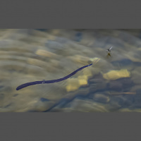 Leeches – Varmints! – 118