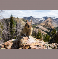 Chipmunks – Varmints! – 45