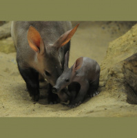 Aardvarks
