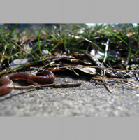 Earthworms – Varmints! – 104