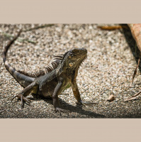 Iguanas – Varmints – 91