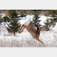 Deer – Varmints! – 58