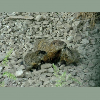 Groundhogs – Varmints! – 111