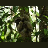 Sloths – Varmints! – 50