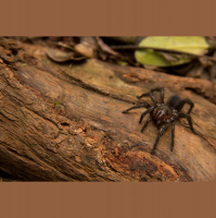 Tarantulas – Varmints! – 55