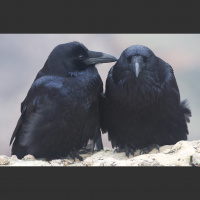 Ravens