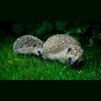 Hedgehogs – Varmints! – 46