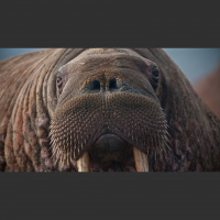Walruses – Varmints! – 60