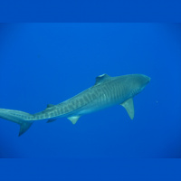 Tiger Sharks – Varmints! – 122