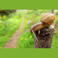 Snails