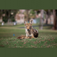 Coyotes – Varmints! – 117