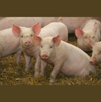 Pigs – Varmints! – 67