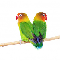 Lovebirds