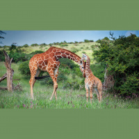 Giraffes – Varmints – 84