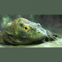 Komodo Dragons
