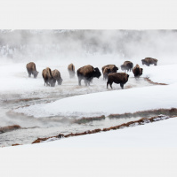 Bison – Varmints! – 47