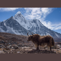 Yaks – Varmints! – 113