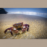 Crabs – Varmints! – 97