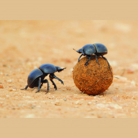 Beetles