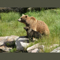 Brown Bears – Varmints! – 103