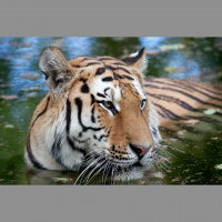 Tigers – Varmints – 96