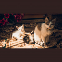 Cats – Varmints! – 107