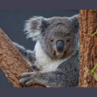 Koalas – Varmints! – 123