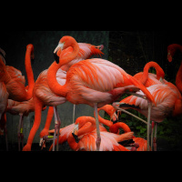 Flamingos – Varmints! – 56