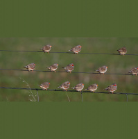 Finches – Varmints! – 112