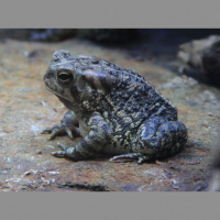 Toads – Varmints – 76
