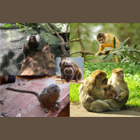 Tiny Monkeys – Varmints – 71