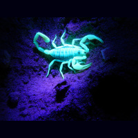 Scorpions – Varmints! – 101