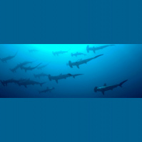 Hammerhead Sharks – Varmints – 89