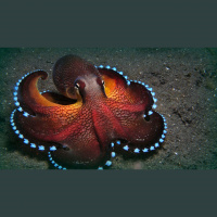 Octopuses