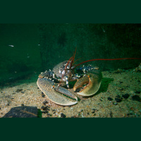 Lobsters – Varmints! – 124