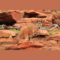 Kangaroos