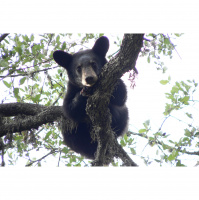 Black Bears – Varmints – 73