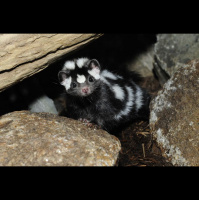 Skunks