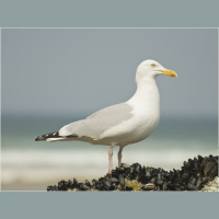Seagulls – Varmints! – 119