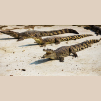 Crocodiles